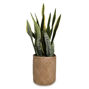 Sansevieria plant in a straw pot with cement lining 75cm.